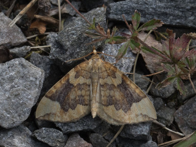Gewone agaatspanner / Northern Spinach / Eulithis populata