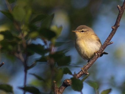 Tjiftjaf /  Chiffchaff / Phylloscopus collybita