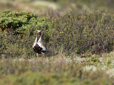 Goudplevier / Golden Plover / Pluvialis apricaria