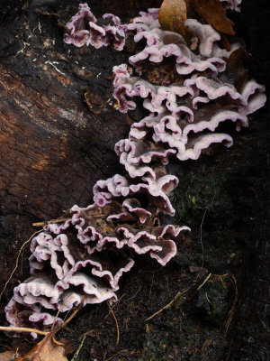 Chondrostereum purpureum / Paarse korstzwam / Silverleaf Fungus