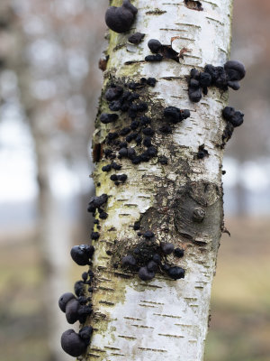 Daldinia concentrica / Kogelhoutskoolzwam