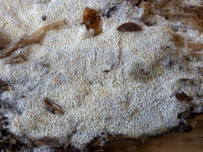 Schizopora paradoxa / Witte tandzwam 