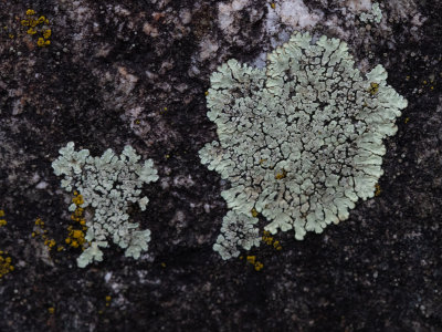 Lecanora muralis / Muurschotelkorst