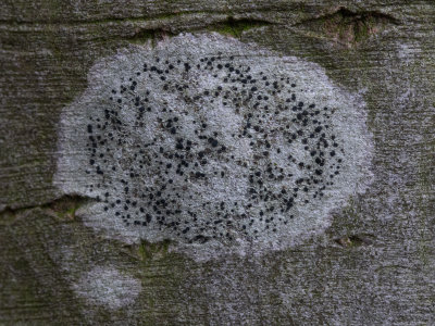 Lecidella elaeochroma / Gewoon Purperschaaltje