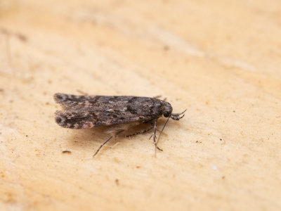 Fraaie korrelpalpmot / Teleiopsis diffinis