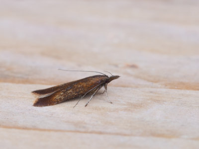Roestkleurige palpmot / Dichomeris ustalella 