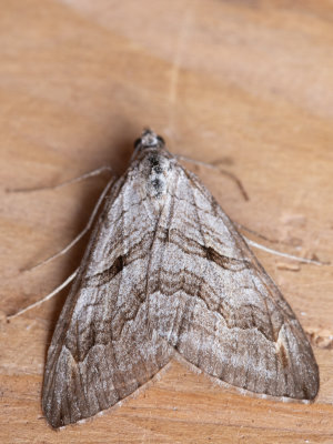 Sint-janskruidblokspanner  Lesser Treble-bar  Aplocera efformata
