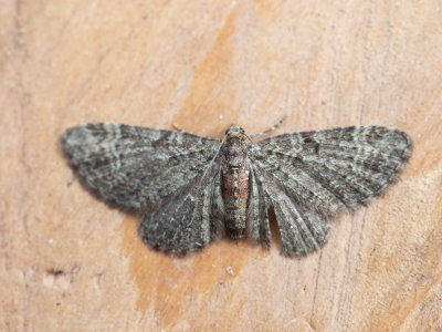 Sleedoorndwergspanner / Sloe Pug / Pasiphila chloerata