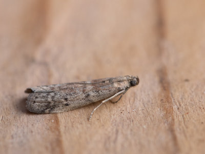 Cacaomot / Ephestia elutella 