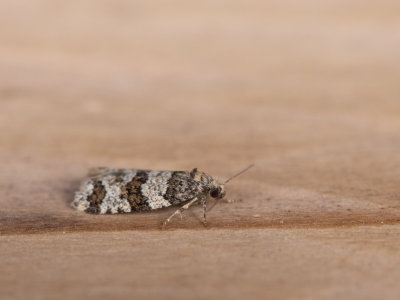  V-bandbladroller / Isotrias rectifasciana
