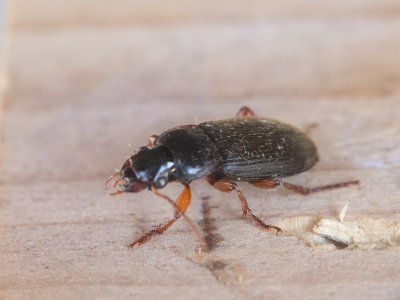 Loopkevers / Ground beetles / Carabidae