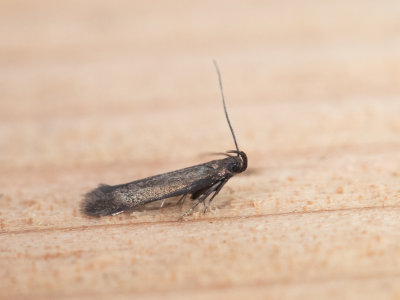Olijfkleurige boegsprietmot / Monochroa tenebrella