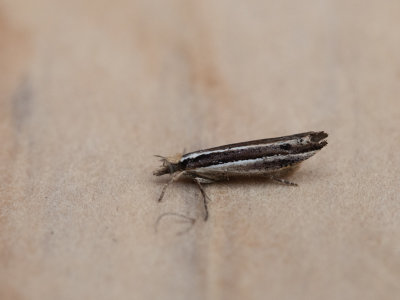 Variabele spitskopmot / Ypsolopha ustella