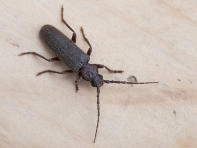Boktorren / Longhorn beetles / Cerambycidae