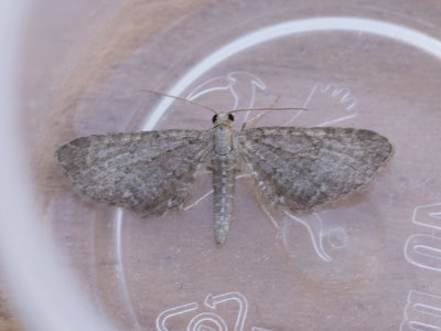 Valeriaandwergspanner / Valerian Pug / Eupithecia valerianata