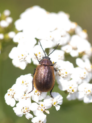 Bladkevers / Leaf beetles / Chrysomelidae