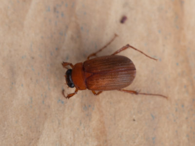 Roestbruine bladsprietkever / Serica brunnea