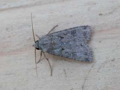 Gewone velduil / Turnip Moth / Agrotis segetum