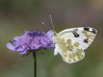 Reseda Witje / Bath White / Pontia daplidice