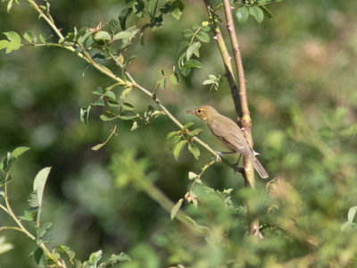 Orpheusspotvogel / Melodious Warbler / Hippolais polyglotta