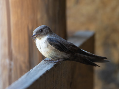 Rotszwaluw / Eurasian Crag Martin / Ptyonoprogne rupestris