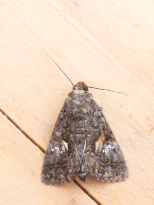 Windeweeskind / Eastern Alchymist / Aedia leucomelas