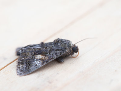 Windeweeskind / Eastern Alchymist / Aedia leucomelas