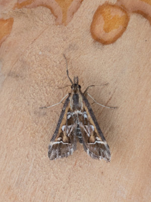 Zwerfstreepmot / Diasemia reticularis
