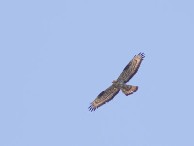 Wespendief / European Honey Buzzard / Pernis apivorus