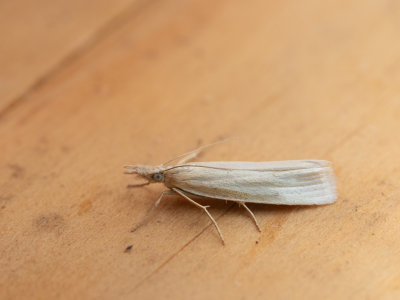 Bleke grasmot / Crambus perlella