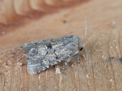 Gewone grasuil / Flounced Rustic / Luperina testacea