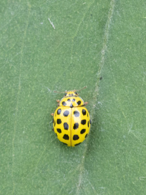 Citroenlieveheersbeestje / 22-Spot Ladybird / Psyllobora vigintiduopunctata 