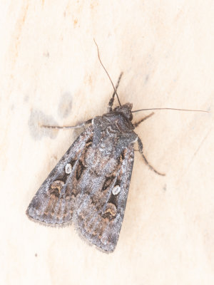 Graanworteluil / White-line Dart / Euxoa tritici