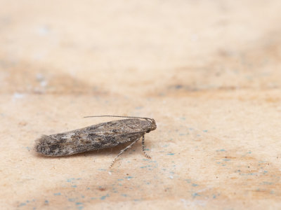 Ganzenvoetzandvleugeltje / Scrobipalpa atriplicella