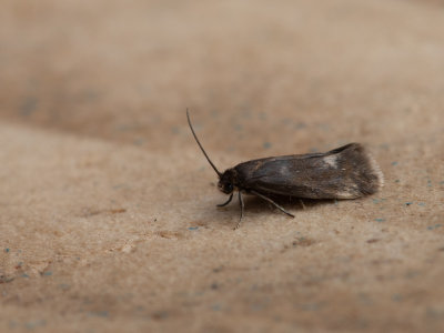 Gladkopjes / Praydidae