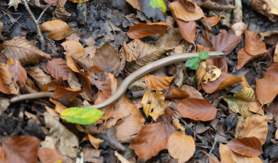 Hazelworm / Slow Worm / Anguis fragilis