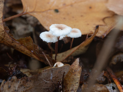 Gymnopus quercophilus / Witte paardenhaartaailing