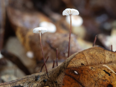 Gymnopus quercophilus / Witte paardenhaartaailing