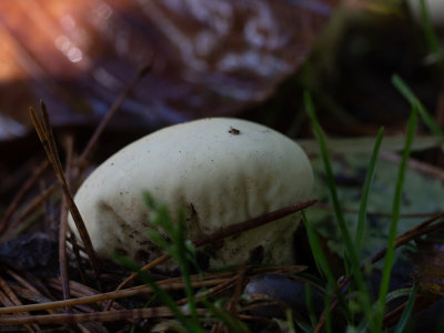 Vascellum pratense / Afgeplatte stuifzwam /  Meadow Puffball