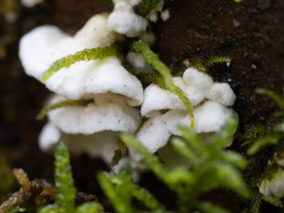 keletocutis amorpha / Witwollige dennenzwam