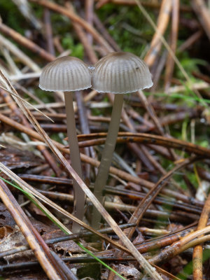 Mycena clavicularis / Palingsteelmycena