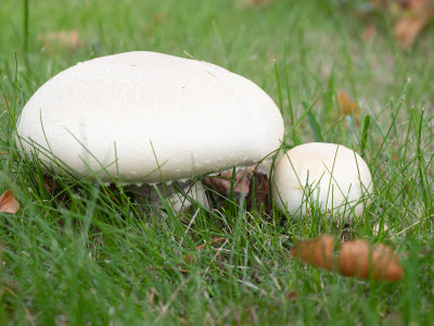 Agaricus campestris / Weidechampignon / Field Mushroom 