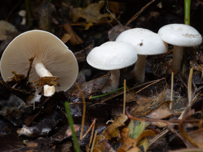 Clitocybe phyllophila / Grote bostrechterzwam