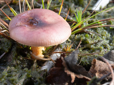 Russula versicolor / Bonte berkenrussula