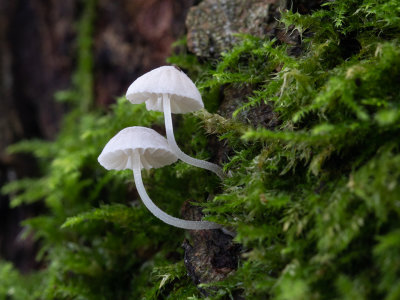 Mycena clavularis / Kleverige schorsmycena