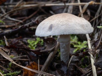 Tricholomaa cingulatum / Geringede ridderzwam