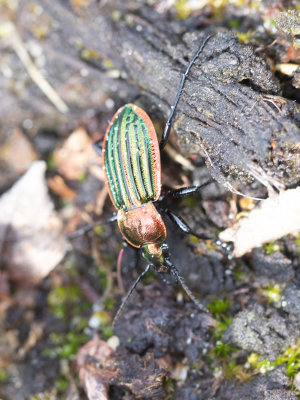 Goudrandloopkever / Carabus nitens 