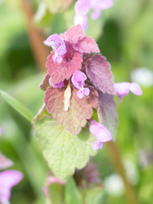 Paarse dovenetel / Lamium purpureum