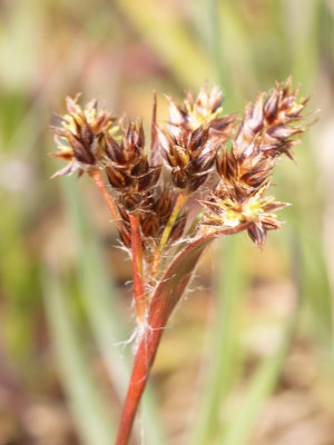 Gewone veldbies / Luzula campestris
