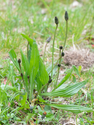 Smalle weegbree / Plantago lanceolata